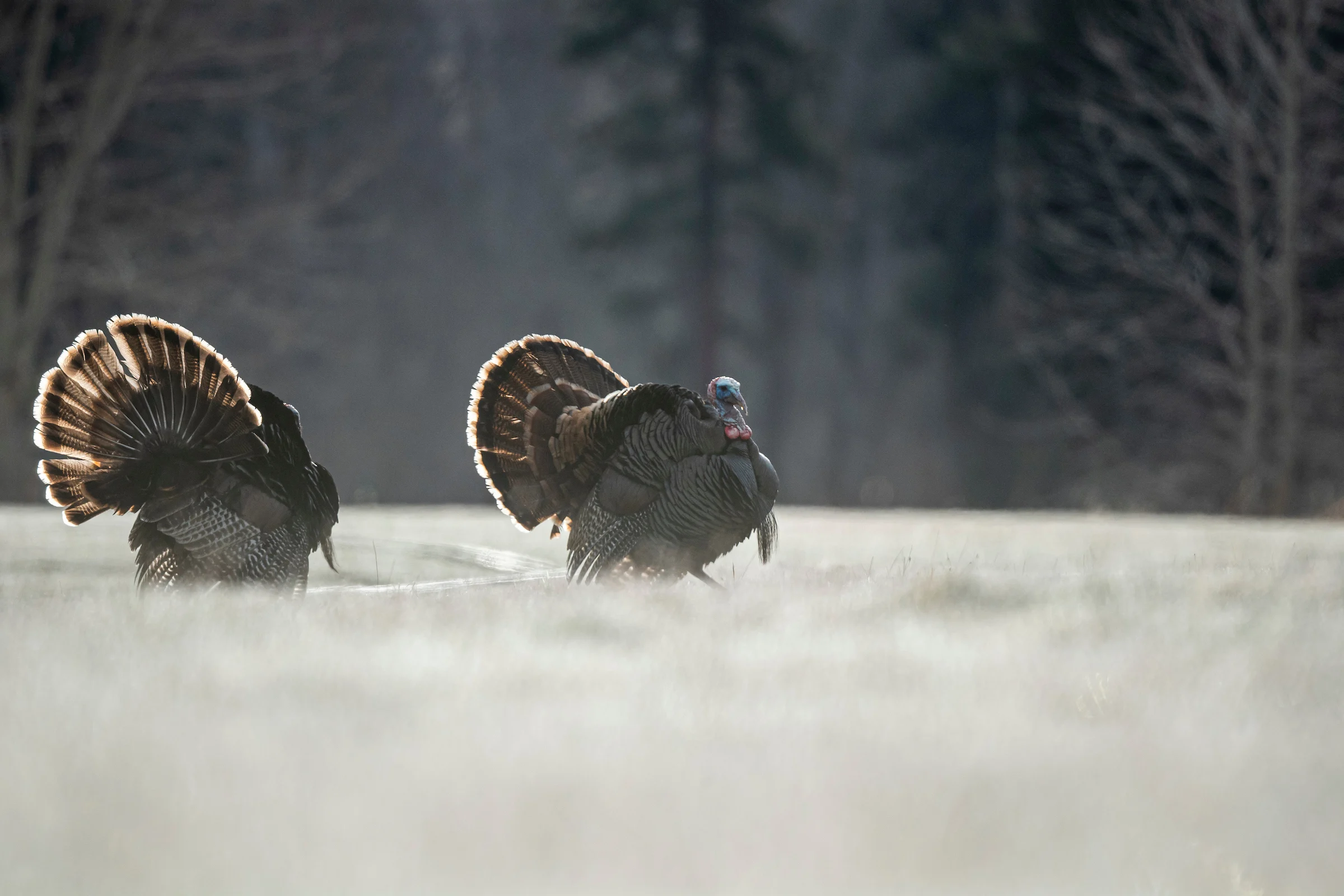 A pair of tom turkeys strut in an open field.