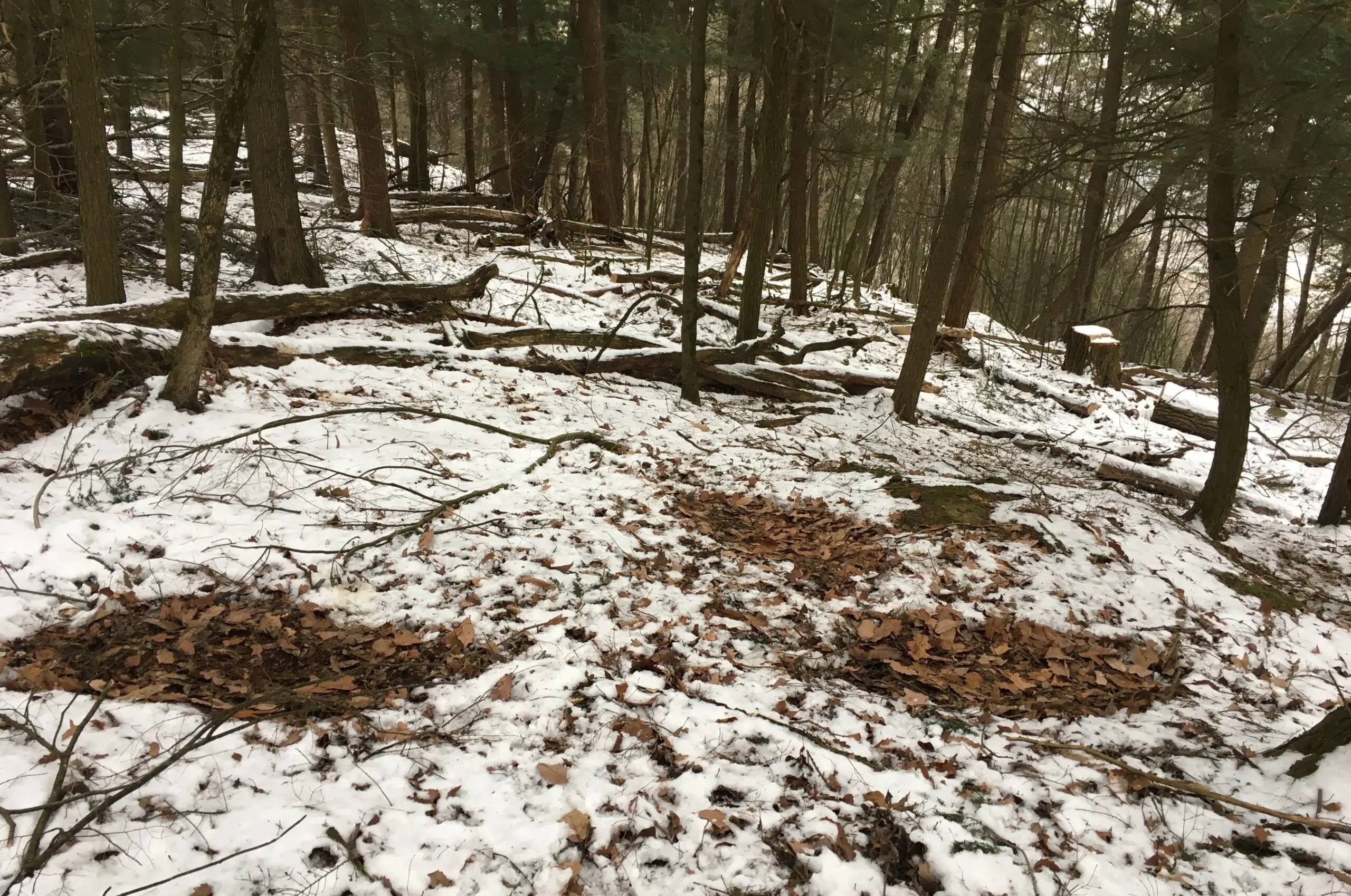 photo of three empty deer beds, showing where deer sleep