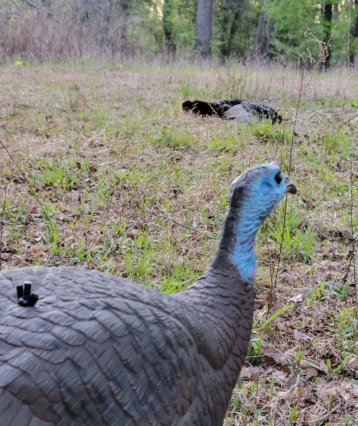 Close-up of turkey decoy in the field