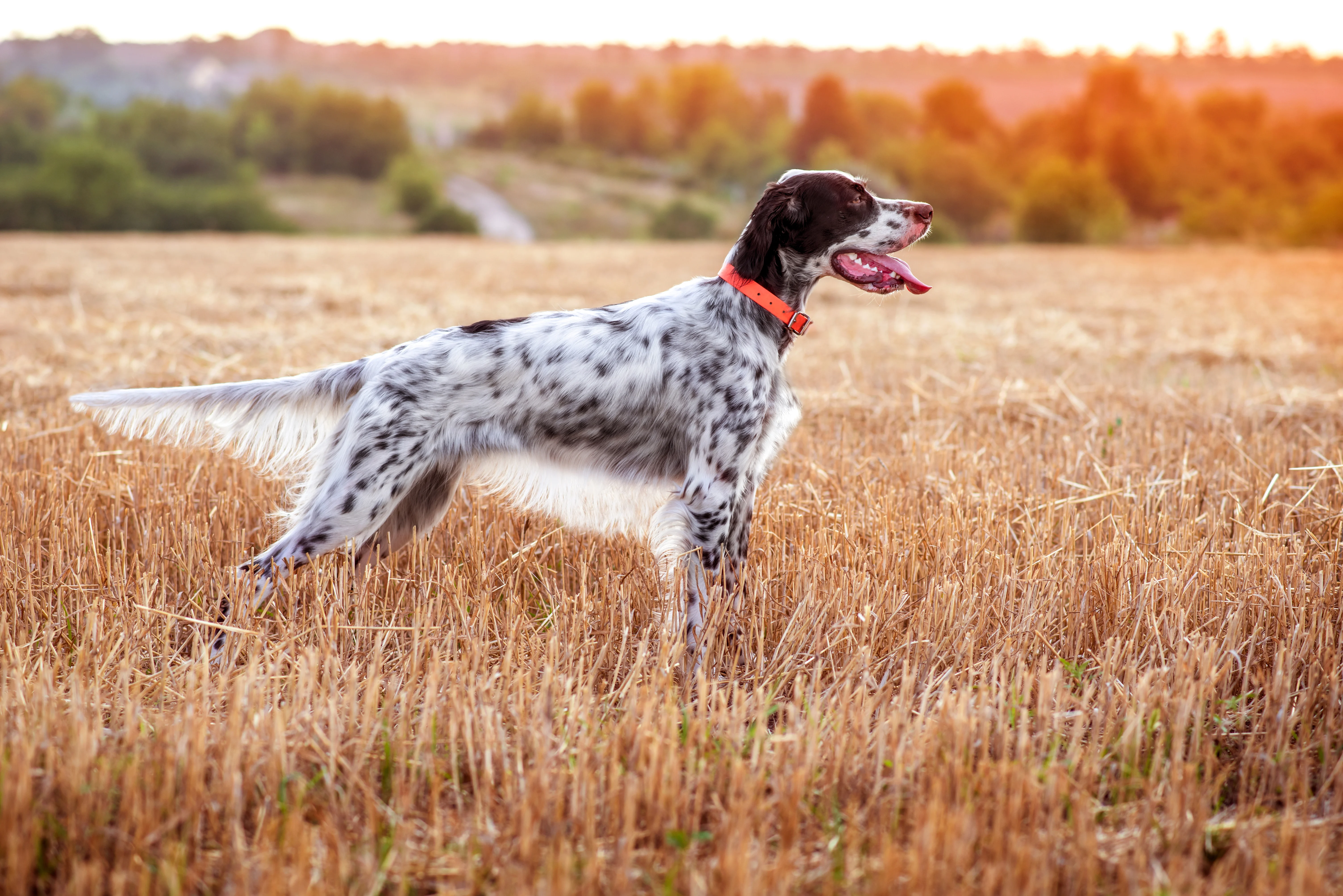 an english setter in a field, the tradition choice for a grouse hunting dog