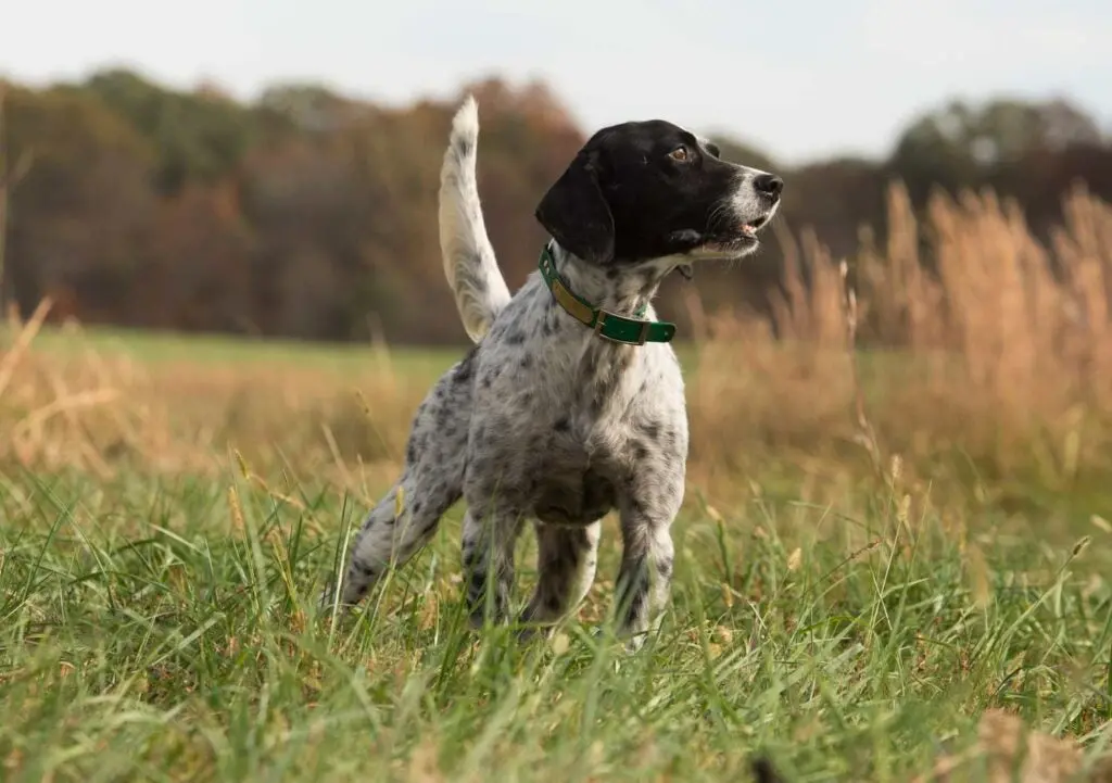 an english setter in a field, the tradition choice for a grouse hunting dog