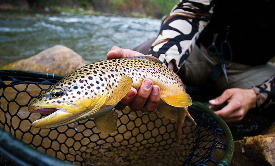 A fine brown is brought to hand.