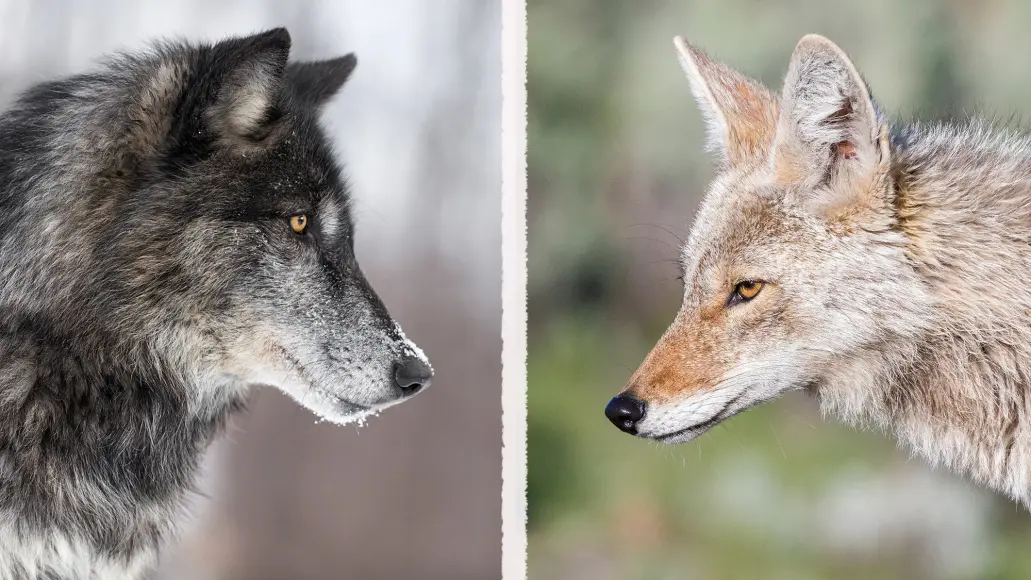 wolf vs coyote