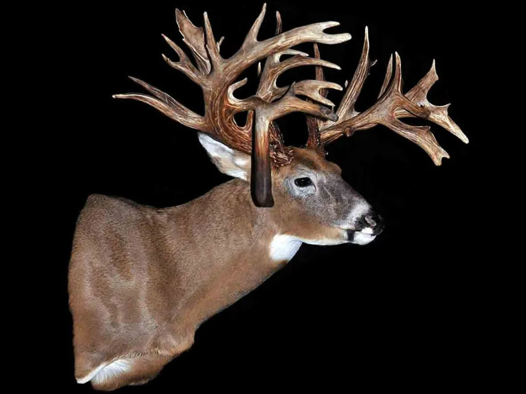 A trophy deer mount on a black background.