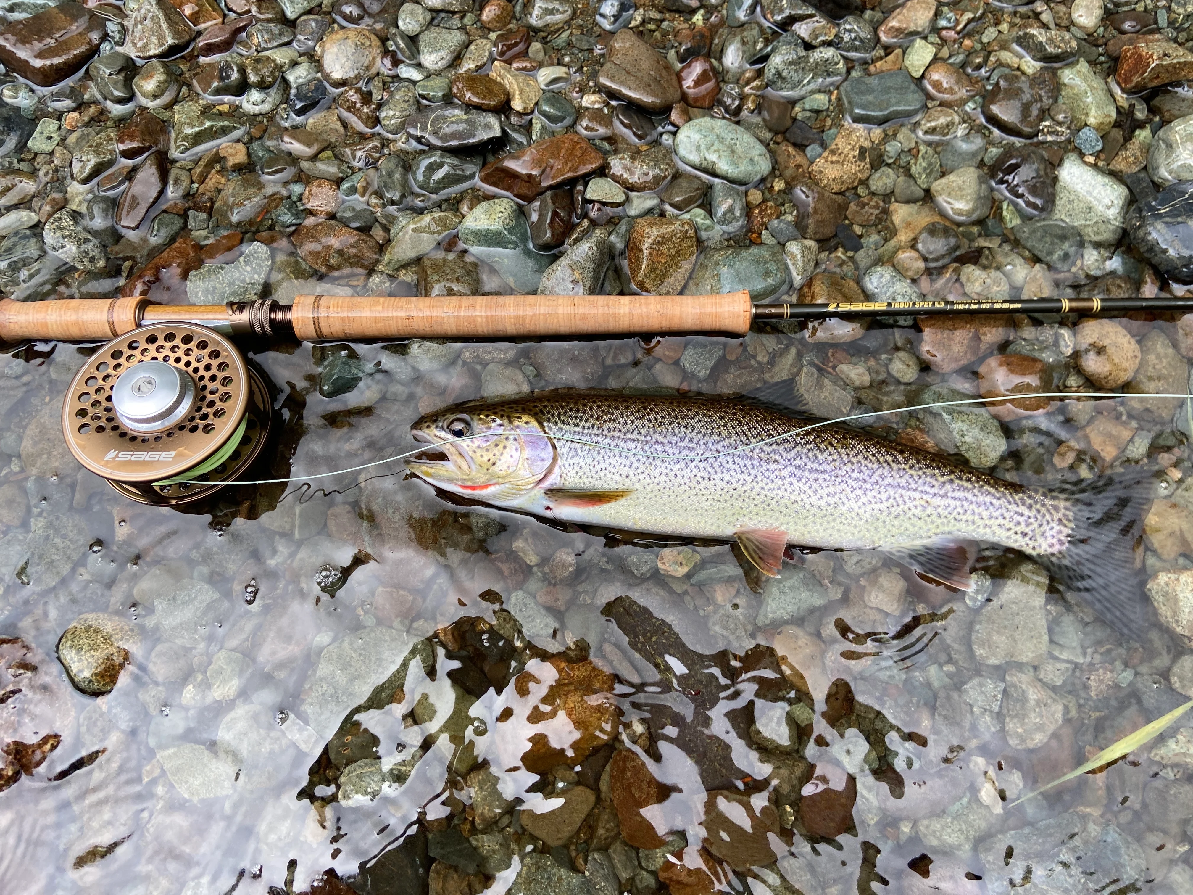 A cutthroat trout next to a spey rod in shallow water