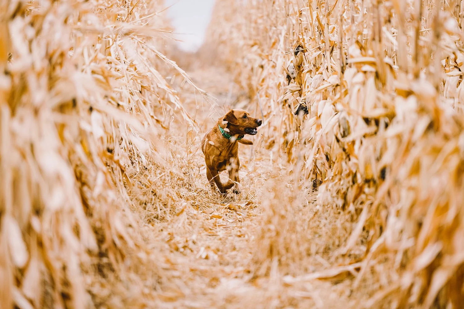 yellow lab runs through cornfield