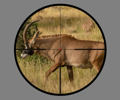 An African roan seen through the reticle of a riflescope.