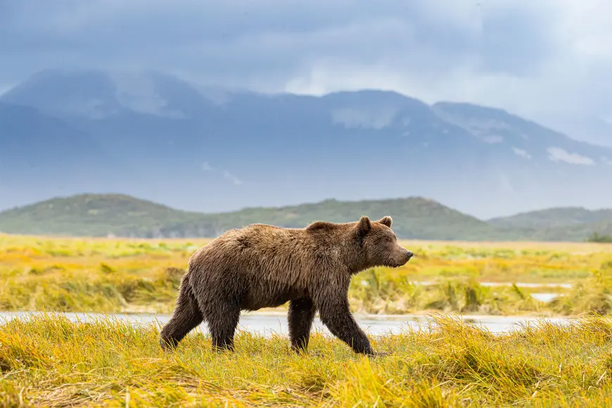 A brown bear walks through a field in Alaska. 