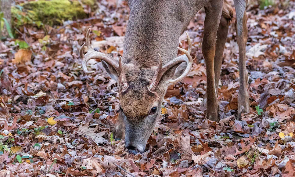 A whitetail buck eating acorns.
