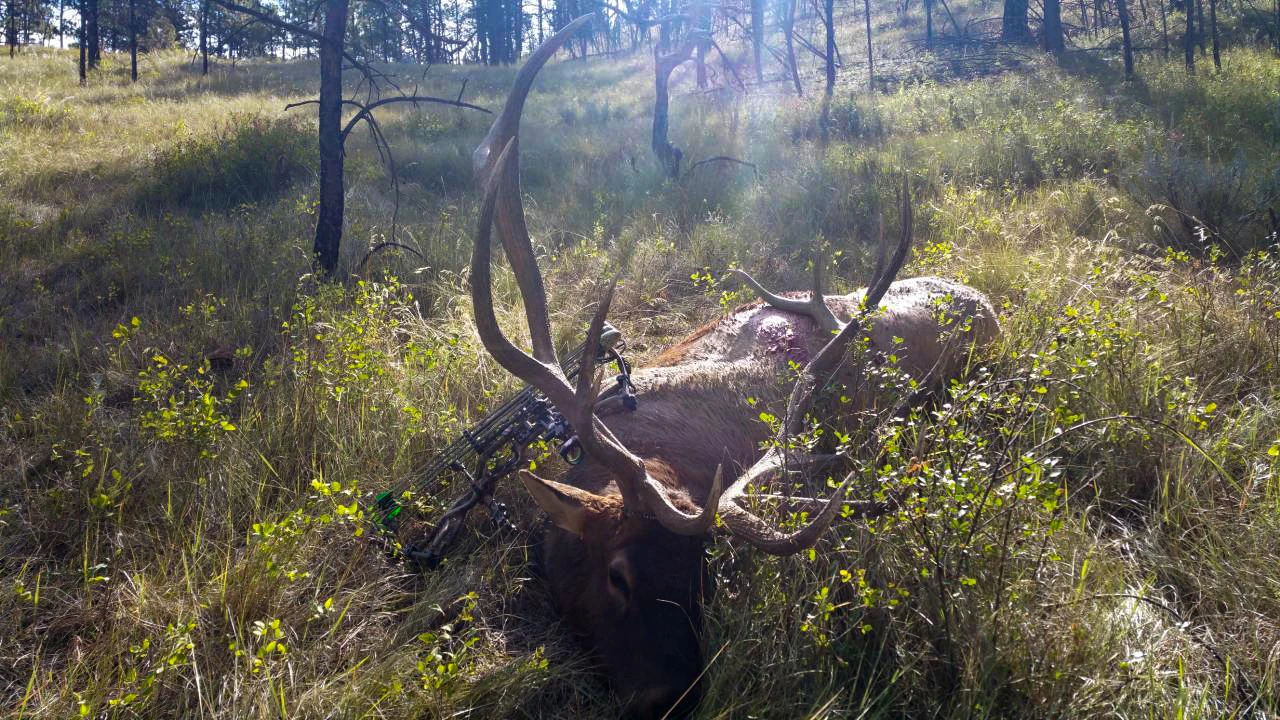 The biggest typical archery elk ever taken with bow and arrow. 