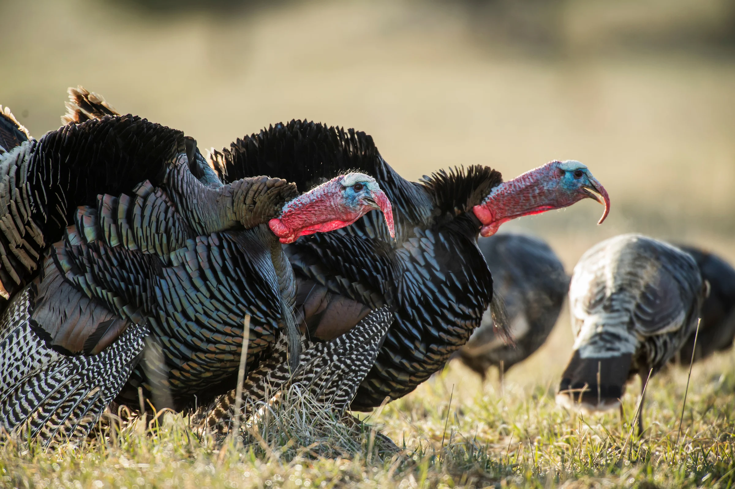 A pair of tom turkeys with hens strut and gobble in a field. 