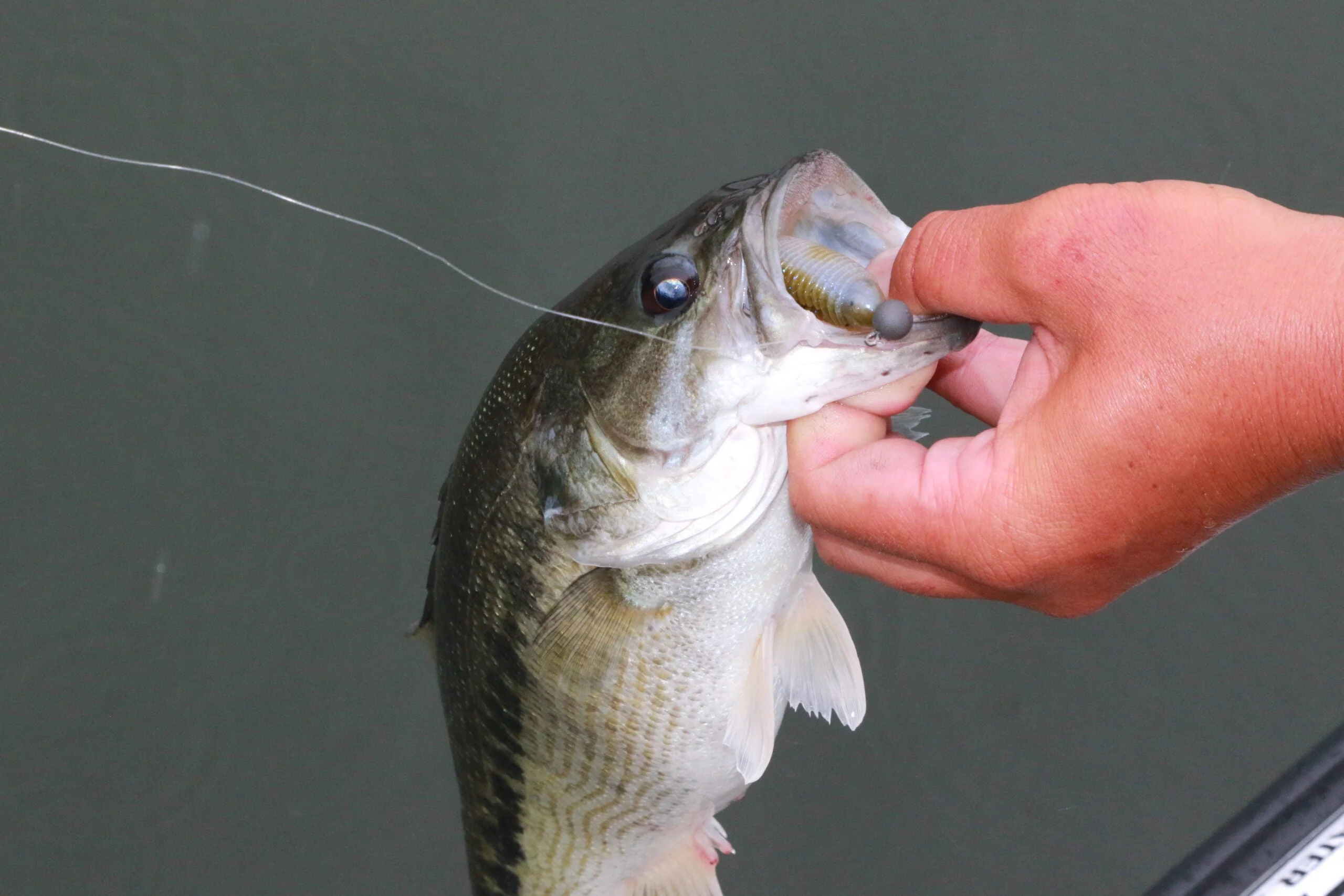 An angler lips a bass caught on a jighead minnow rig.