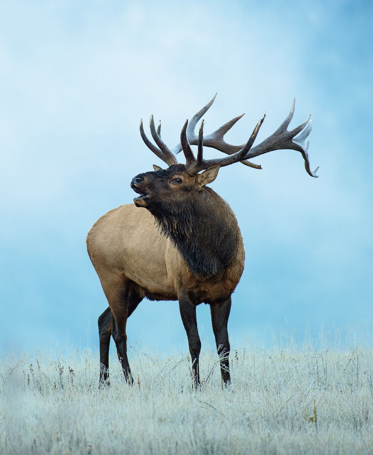 A trophy bull elk bugles while standing in a brown field