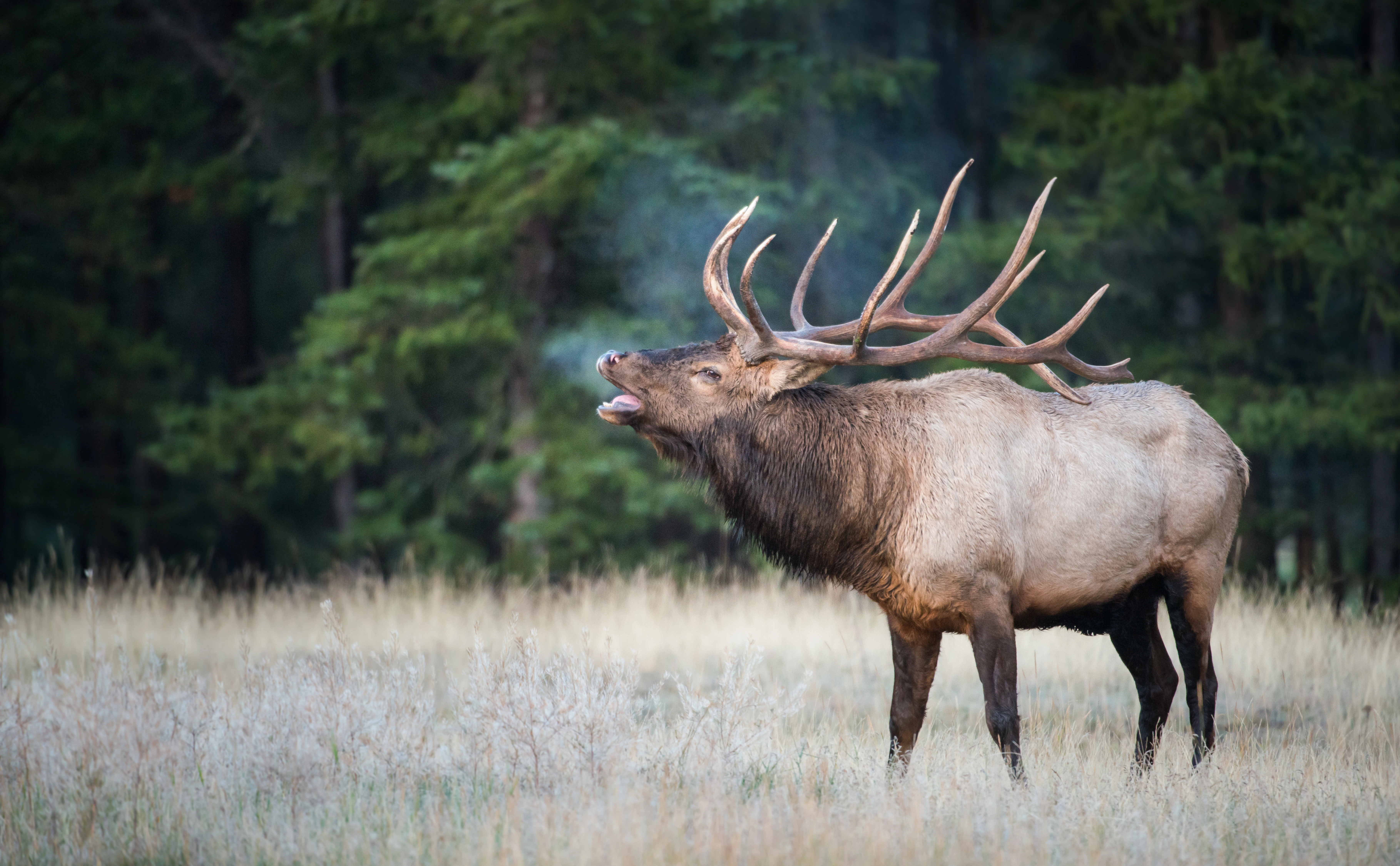 A trophy bull elk bugles in a field.