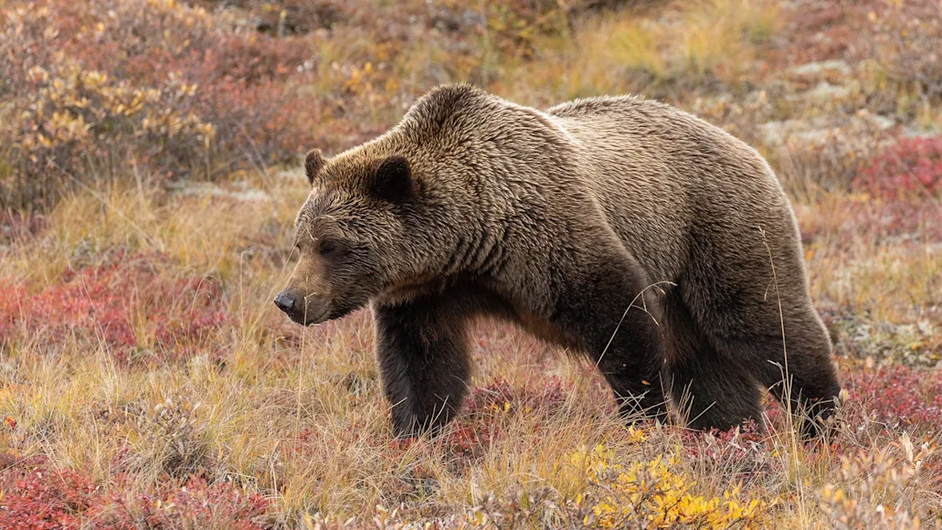 A grizzly bear walks across the tundra in Alaska