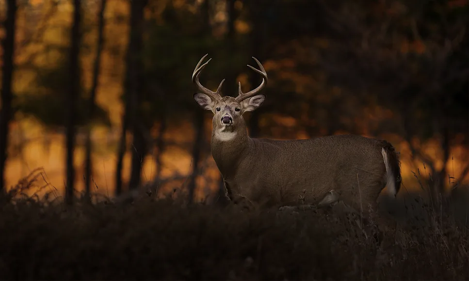 A whitetail buck standing in a field at dusk.