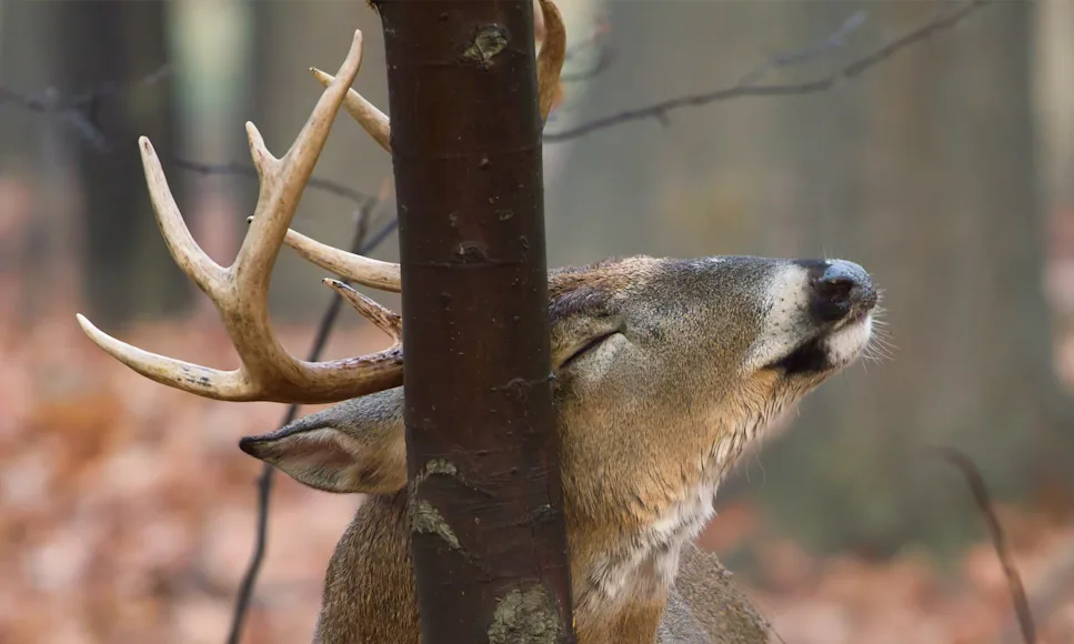 A whitetail buck makes a rub on a tree.