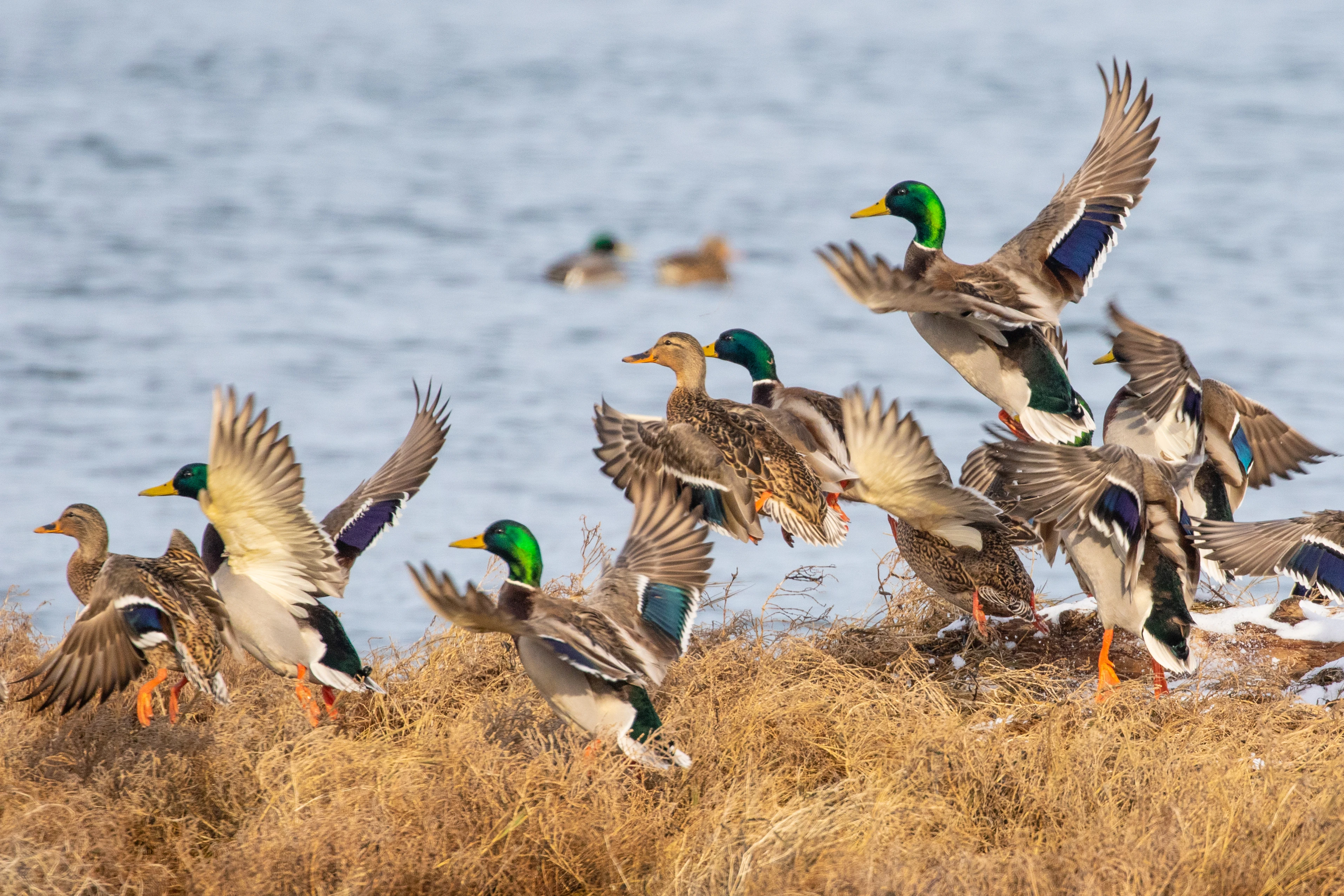 Flock of mallards taking off