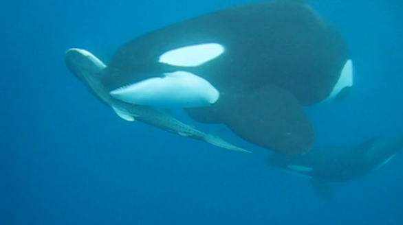 httpswww-fieldandstream-comsitesfieldandstream-comfilesimport2014killer-whales-vs-tiger-shark-png