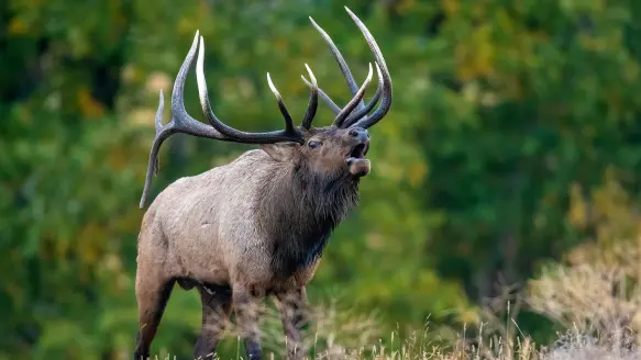 elk bugling