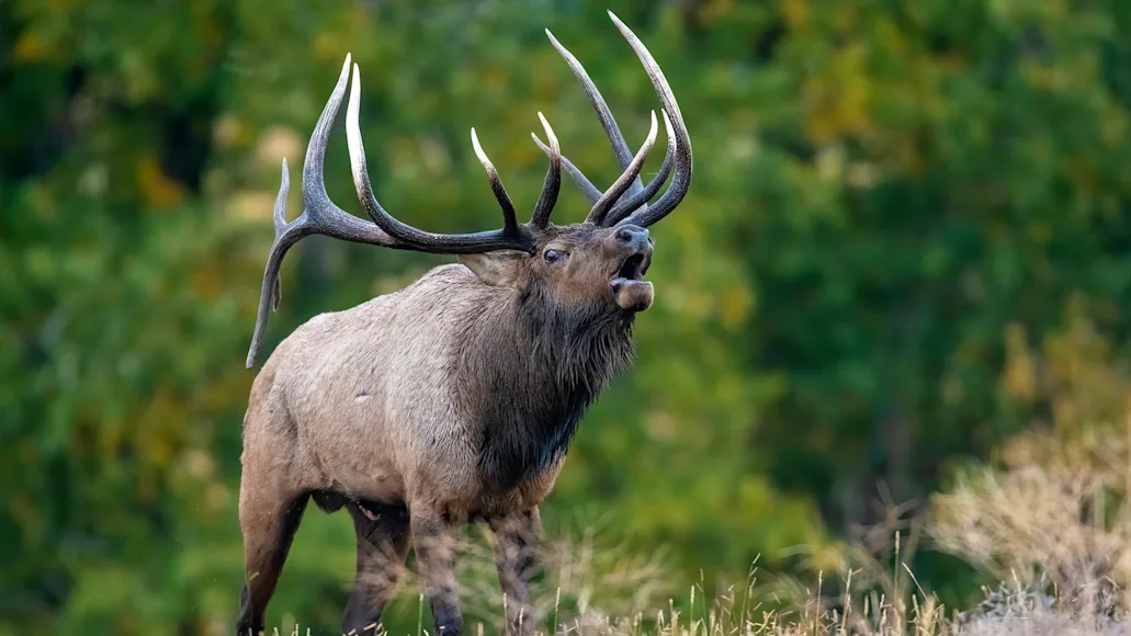 elk bugling