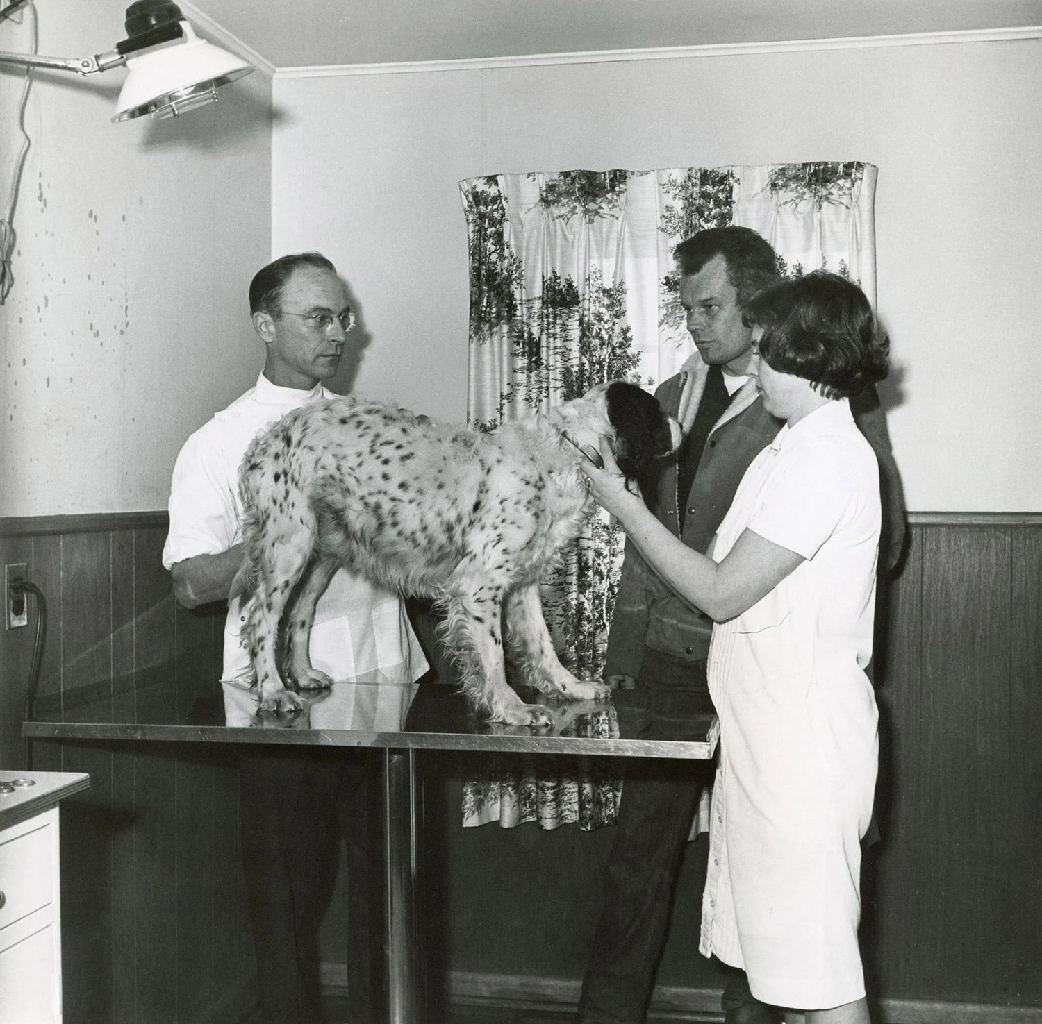 bird hunting dog at the vet's office