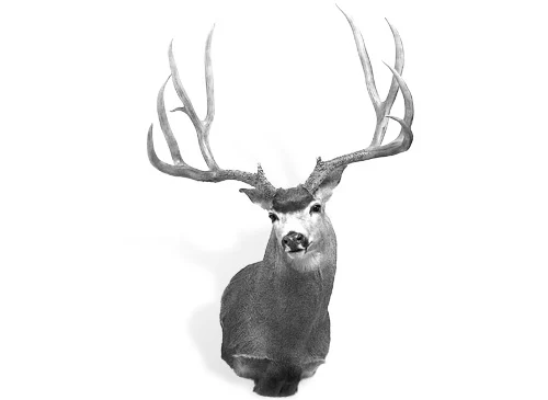 A shoulder mount of the biggest typical mule deer ever taken. 