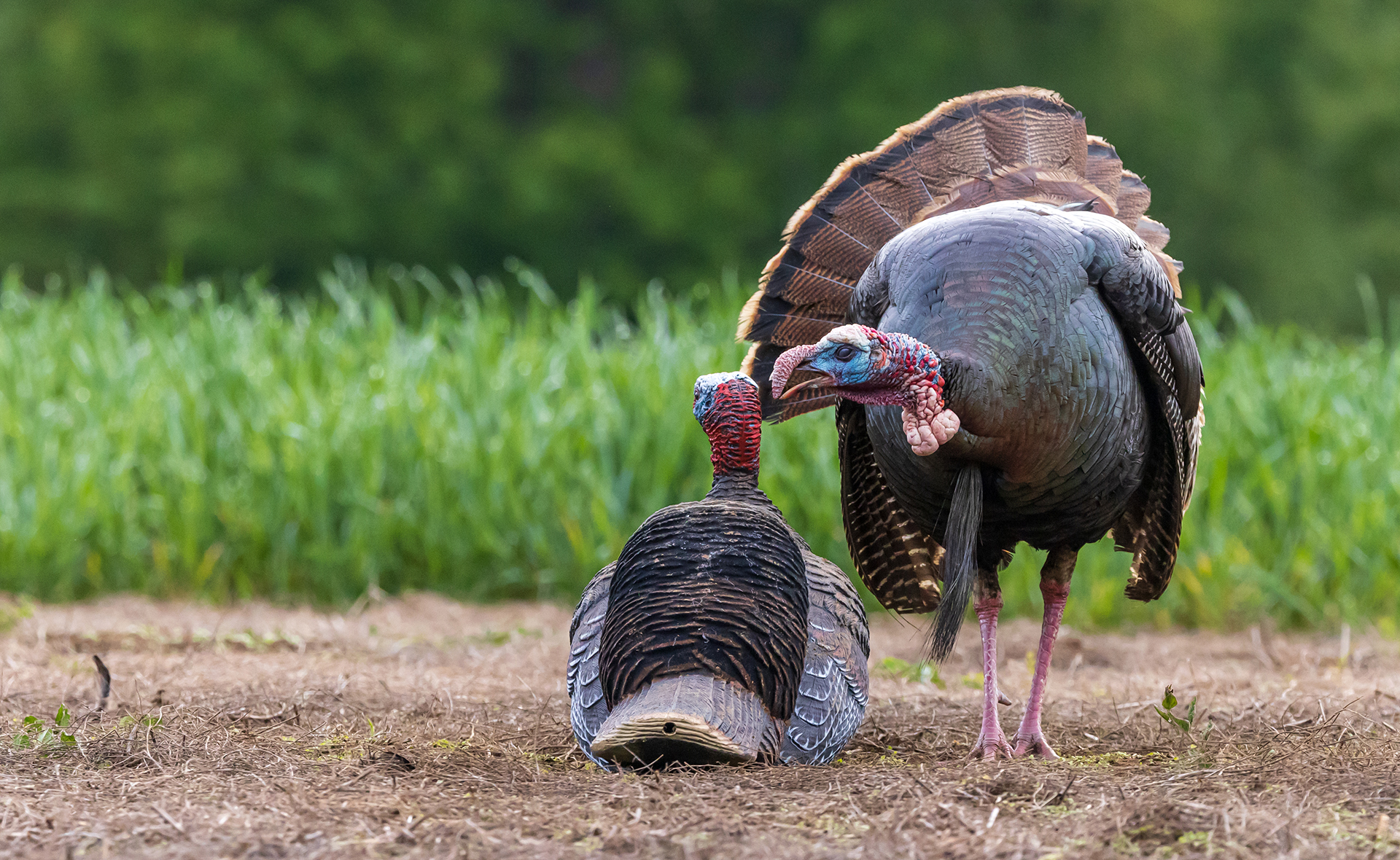 A tom pecking at a jake decoy