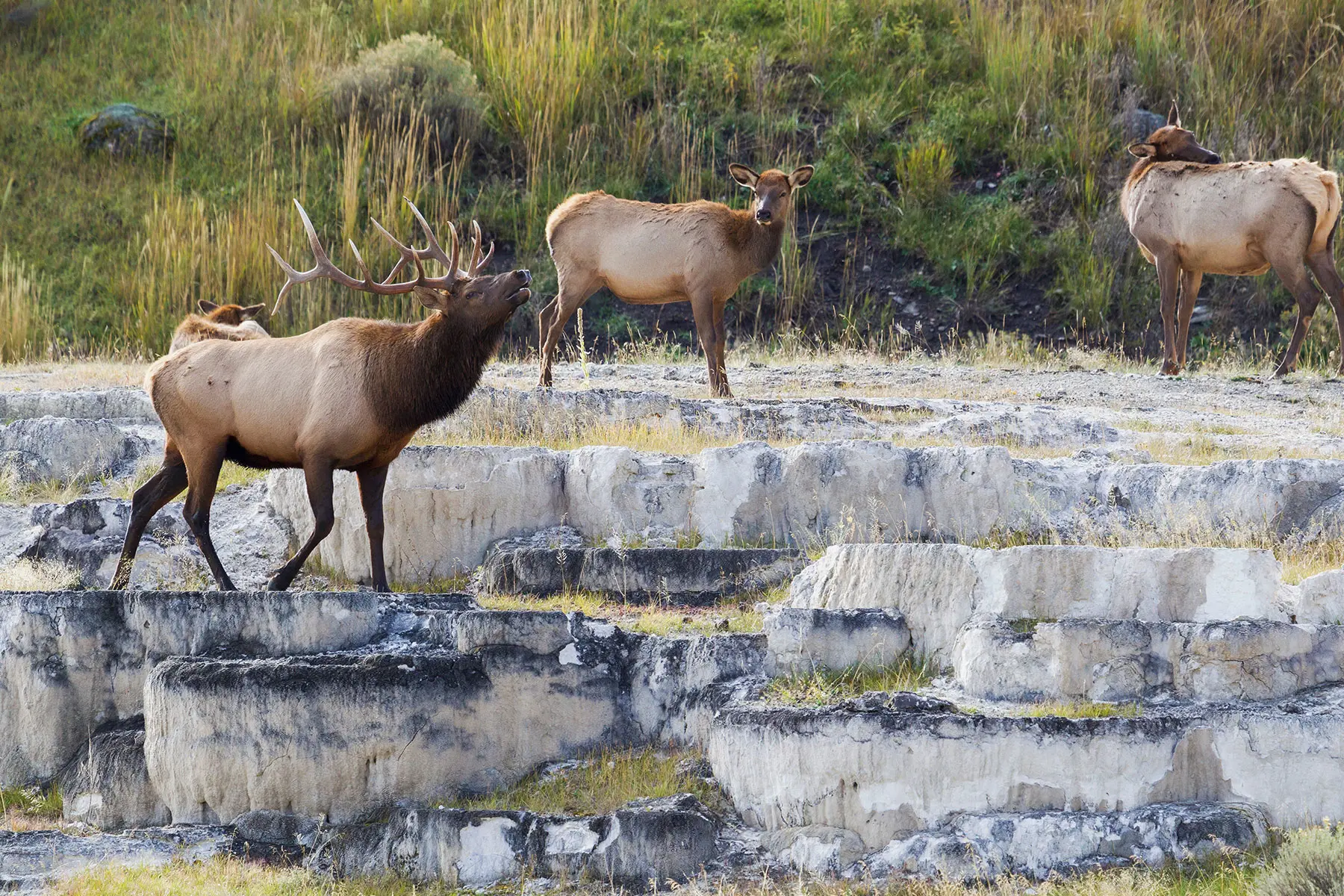 Elk walk across a thermal area in Yellowstone. 