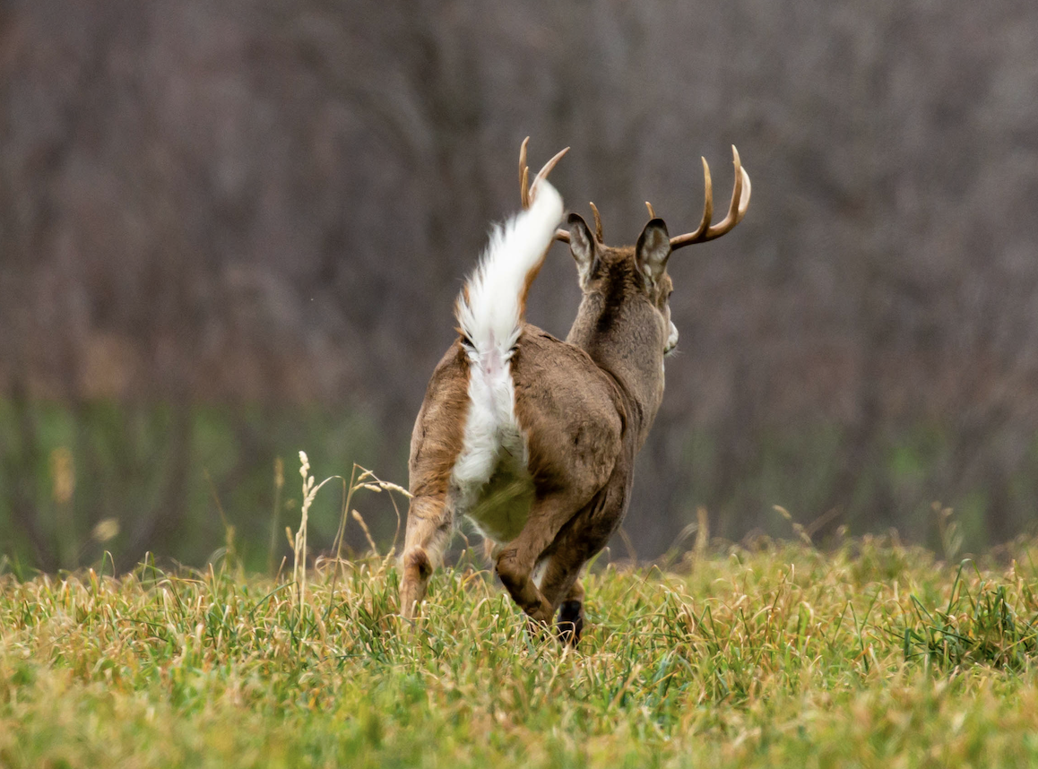 A whitetail buck flees across a green field. 