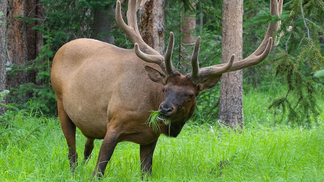 photo of a bull elk eating grass in a summer meadow show what elk eat