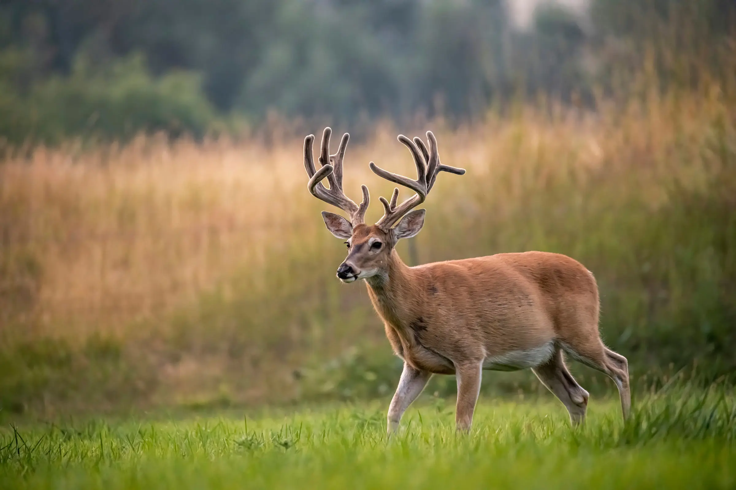 A big velvet antlered whitetail buck walk into a green plot with tan grass in background.