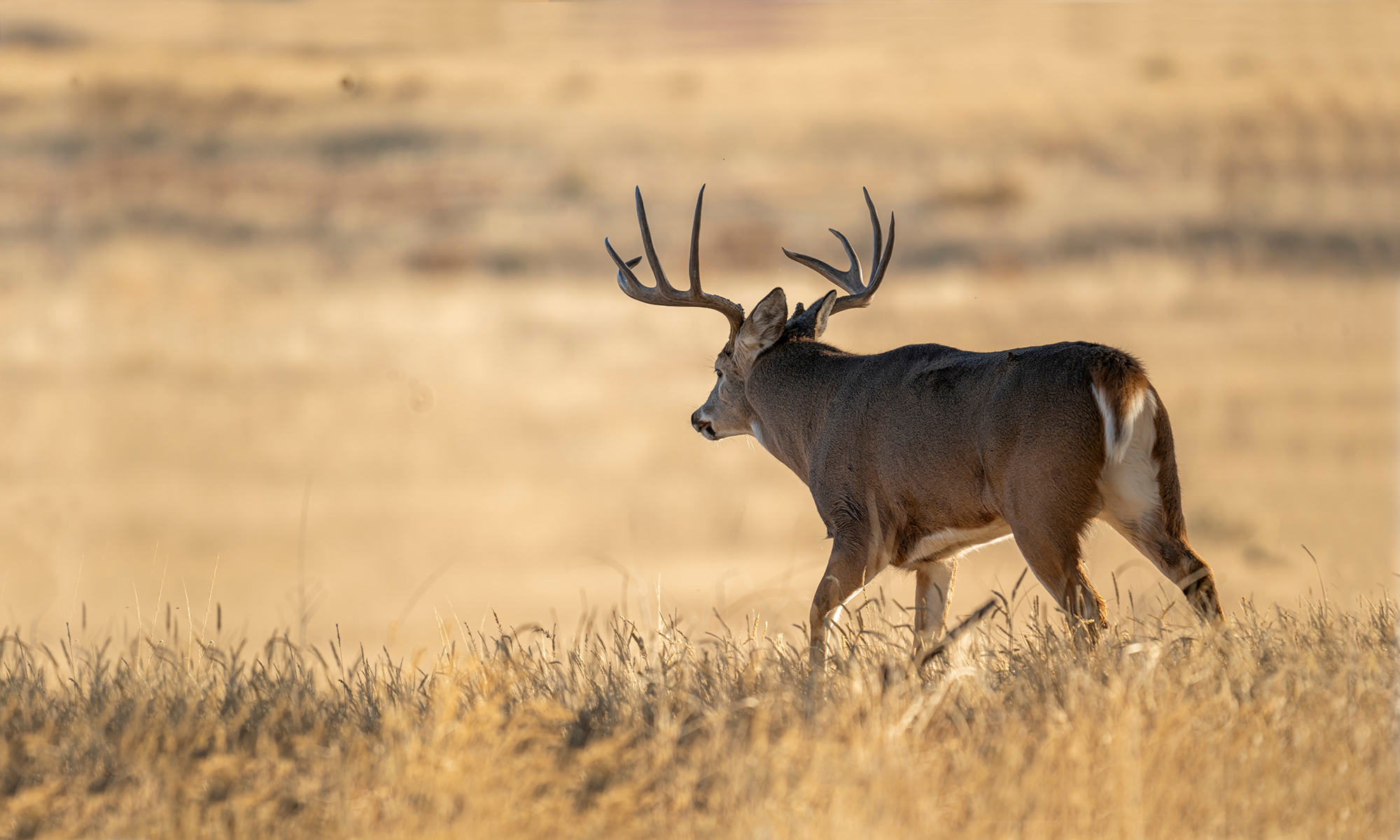 A big whitetail buck walks away into a vast prairie. 