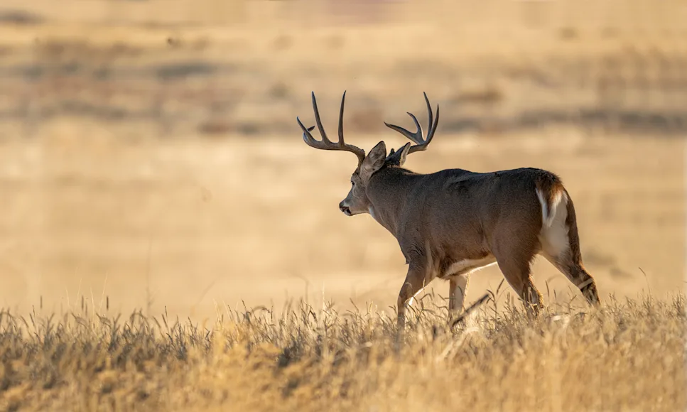 A big whitetail buck walks away into a vast prairie.