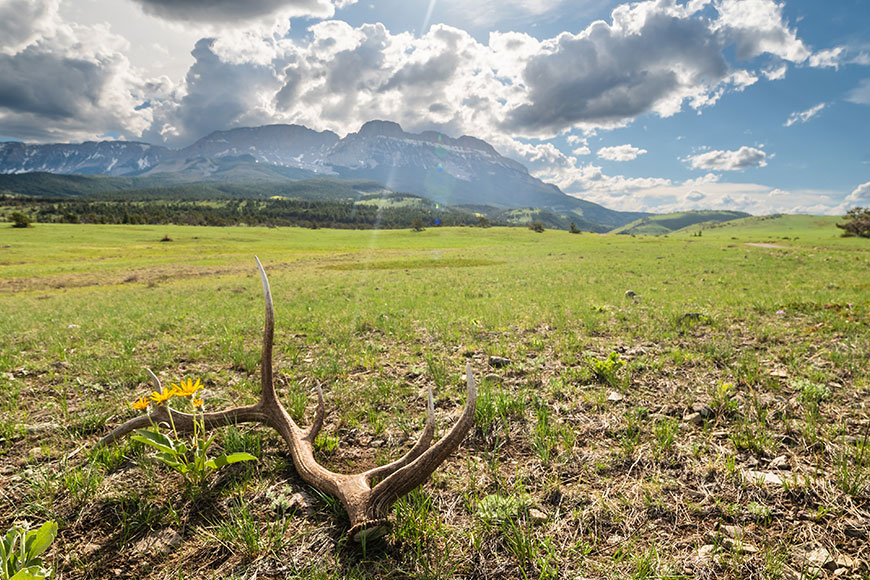 An elk antler with a mountain backdrop. 