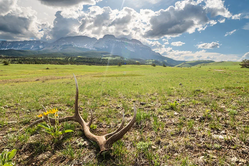 An elk antler with a mountain backdrop.