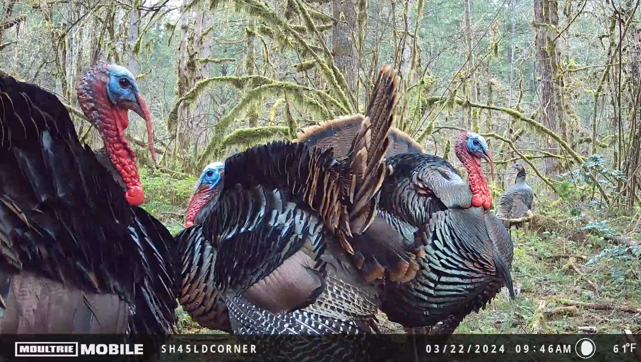 Three turkeys on trail camera