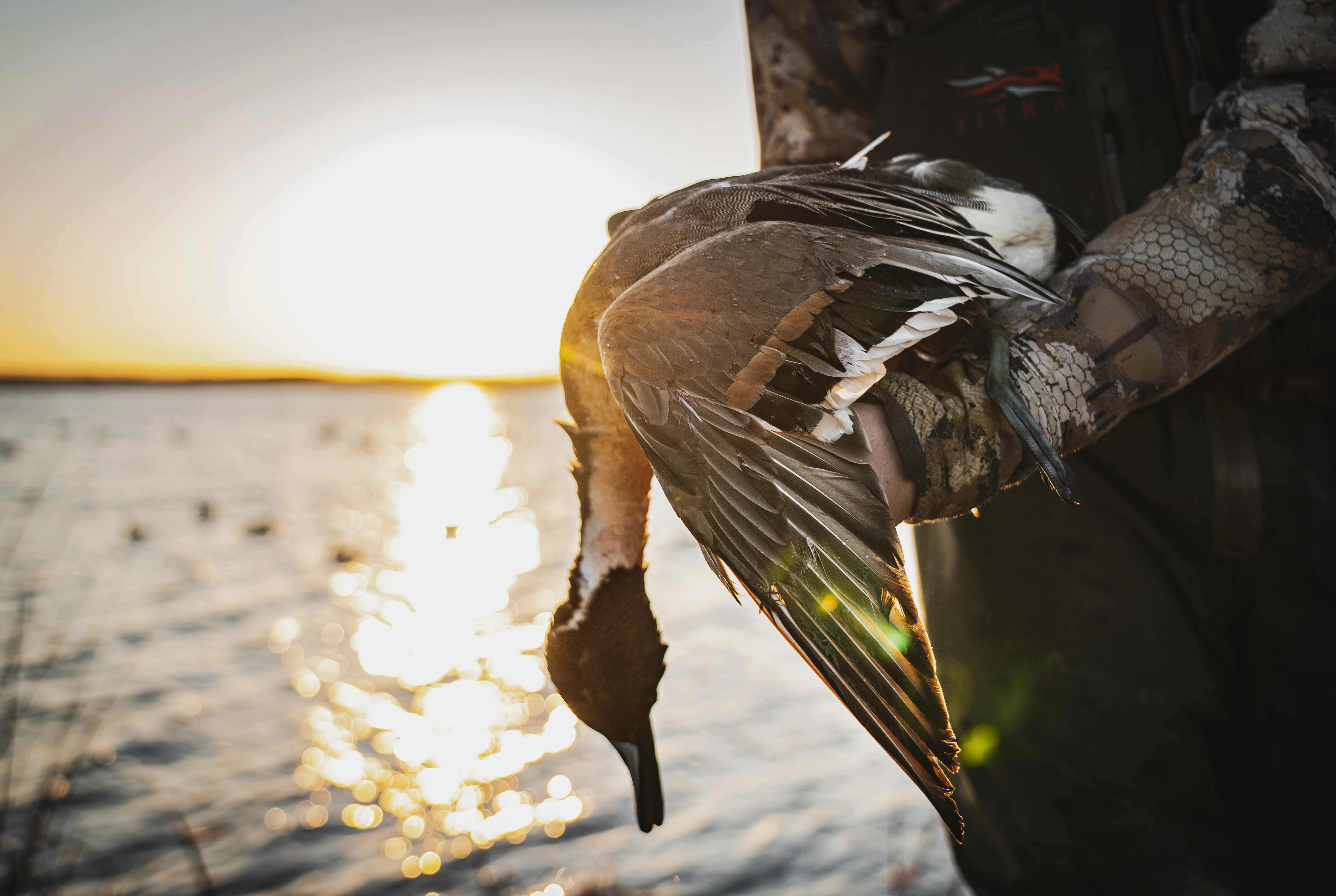 Hunter holding pintail duck