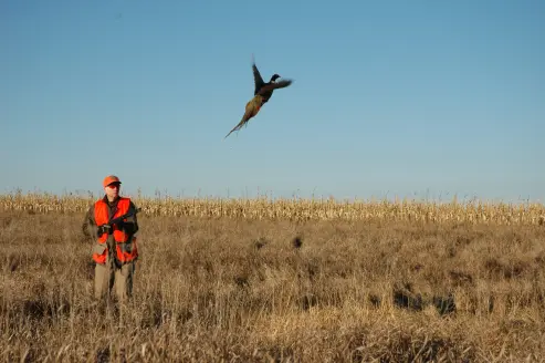 pheasant hunter