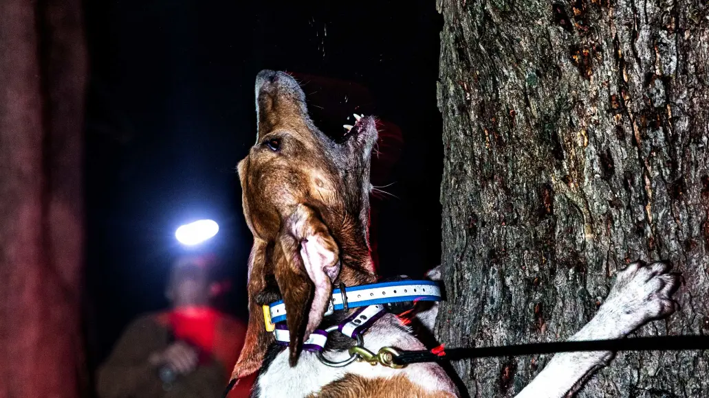 coonhound bays up tree