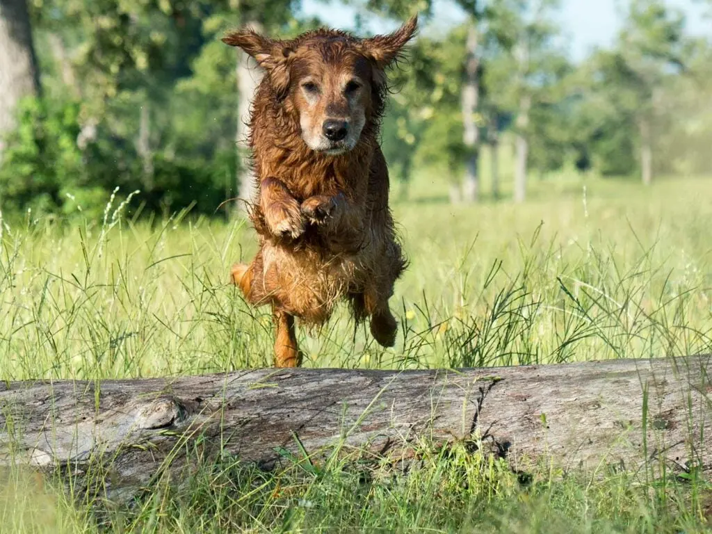 a golden retriever jumping over a log