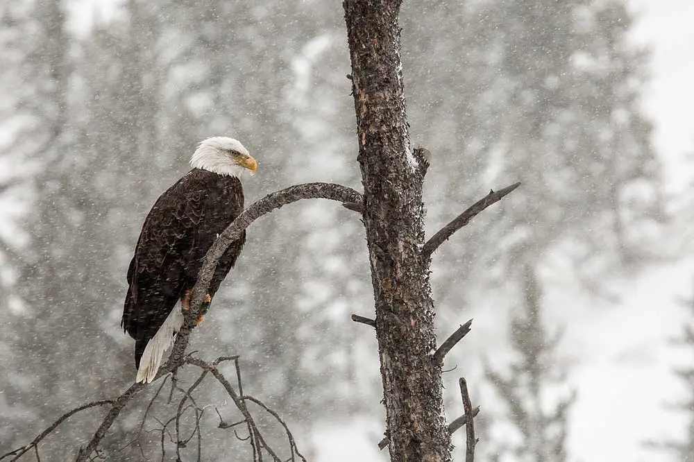 an american bald eagle on a branch in the snow