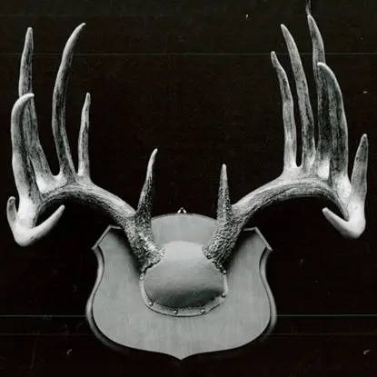 A black and white image of a trophy whitetail deer antler mount.