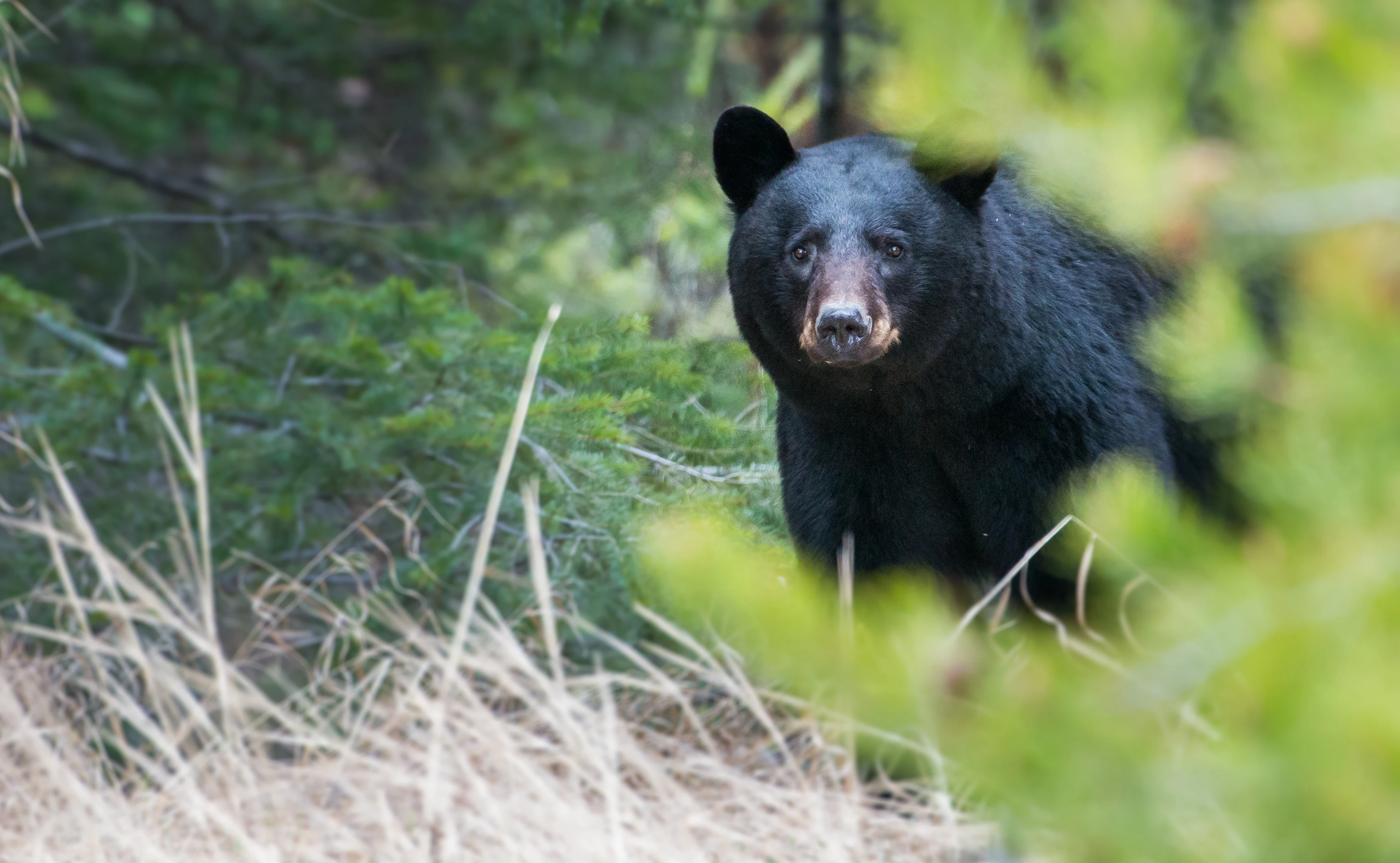 A large black bear peers through the a gap in leaves in a forest.