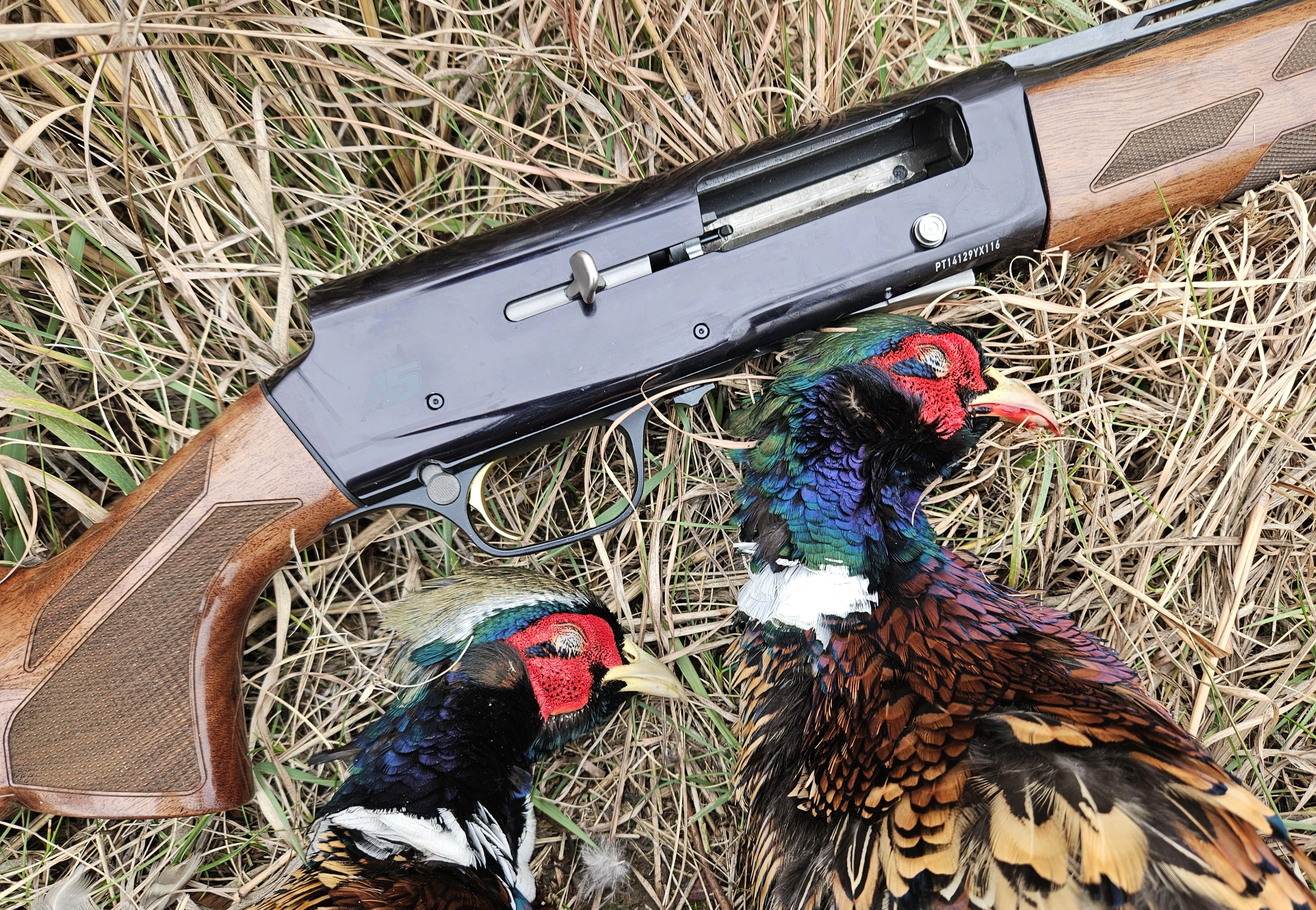 The Browning A5 Hunter 20-gauge lying on the ground with a pair of pheasants taken with the gun. 