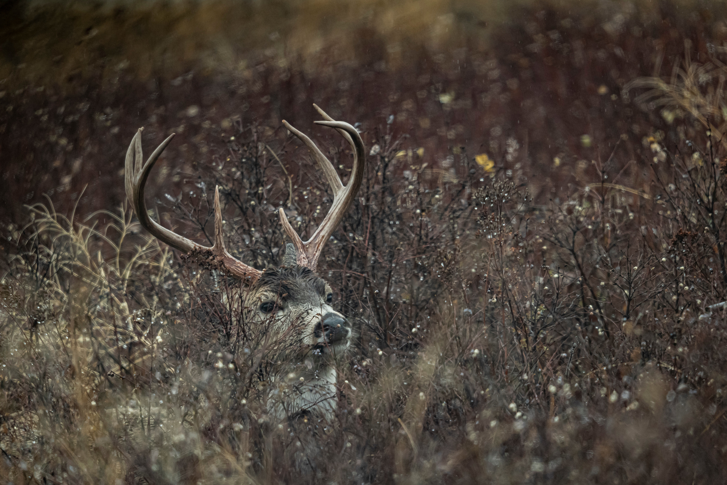 A whitetail buck in thick brush with snow falling.