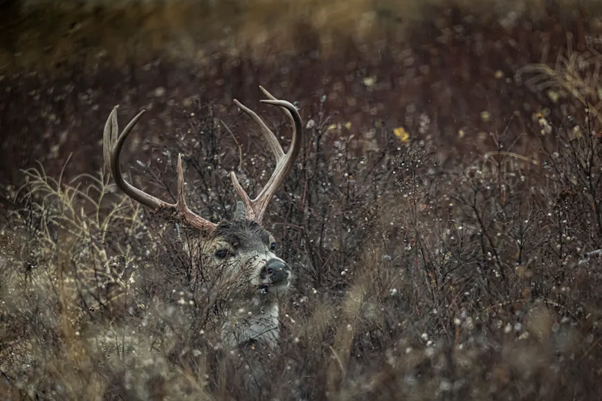 A whitetail buck in thick brush with snow falling.