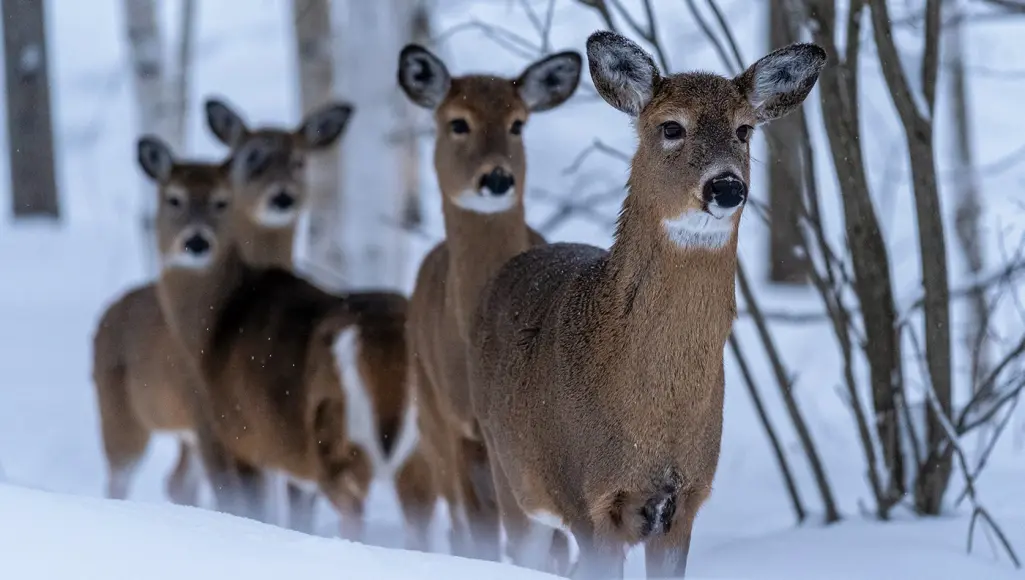 What do deer eat in the winter, does