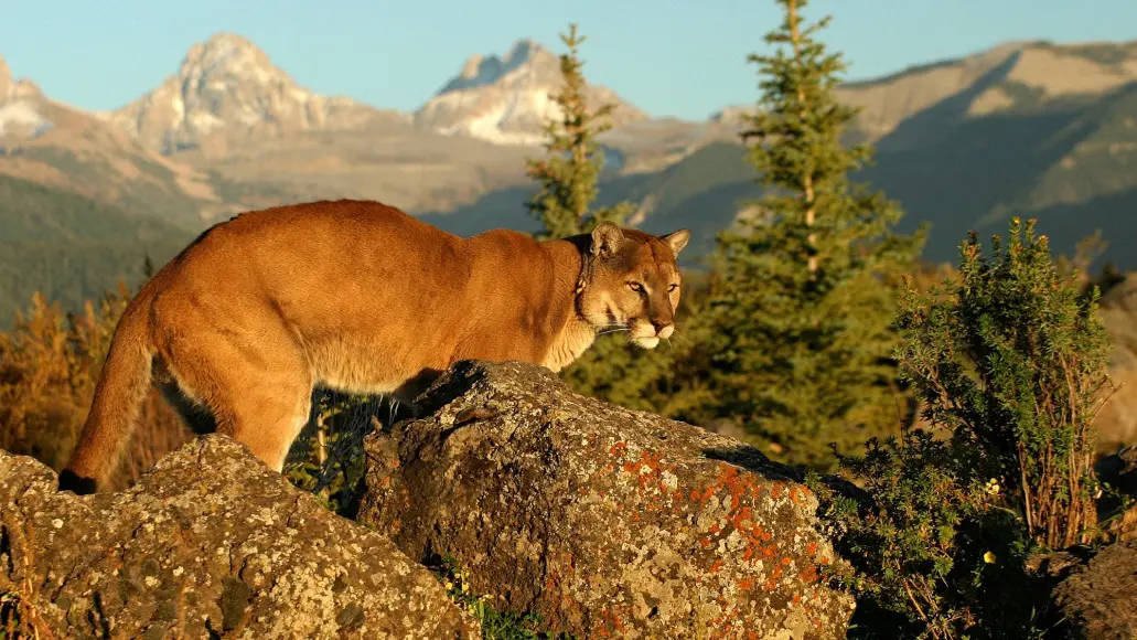 mountain-lion-lead-photo