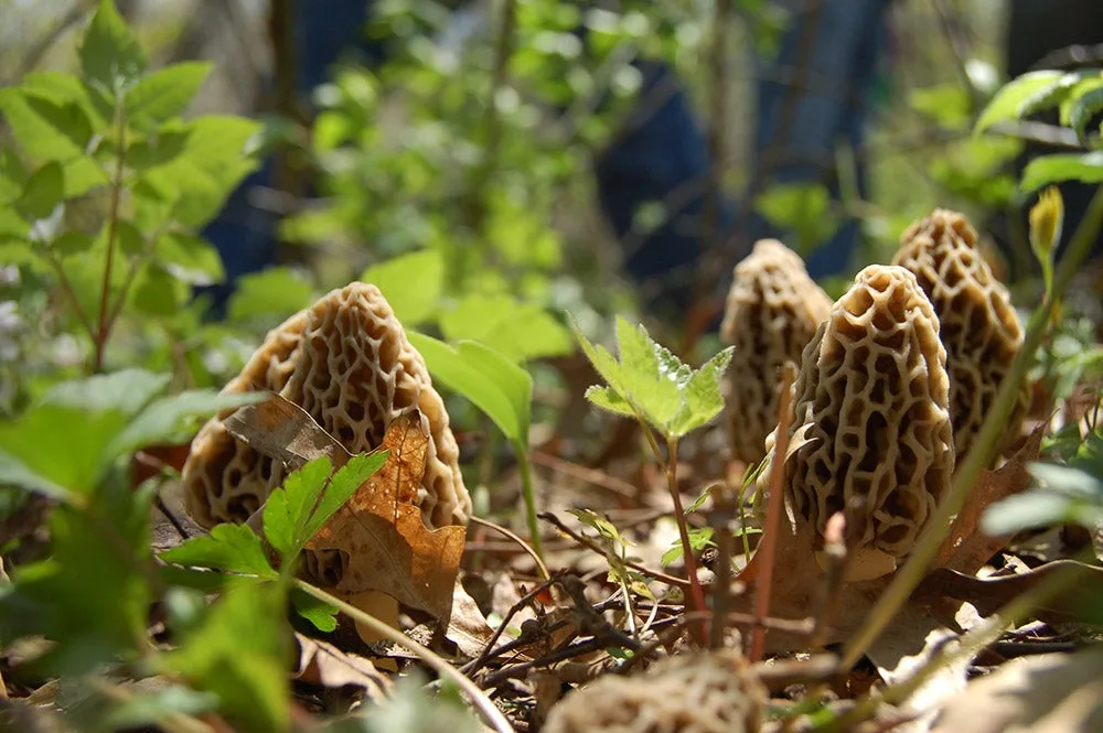 morel mushrooms on the ground